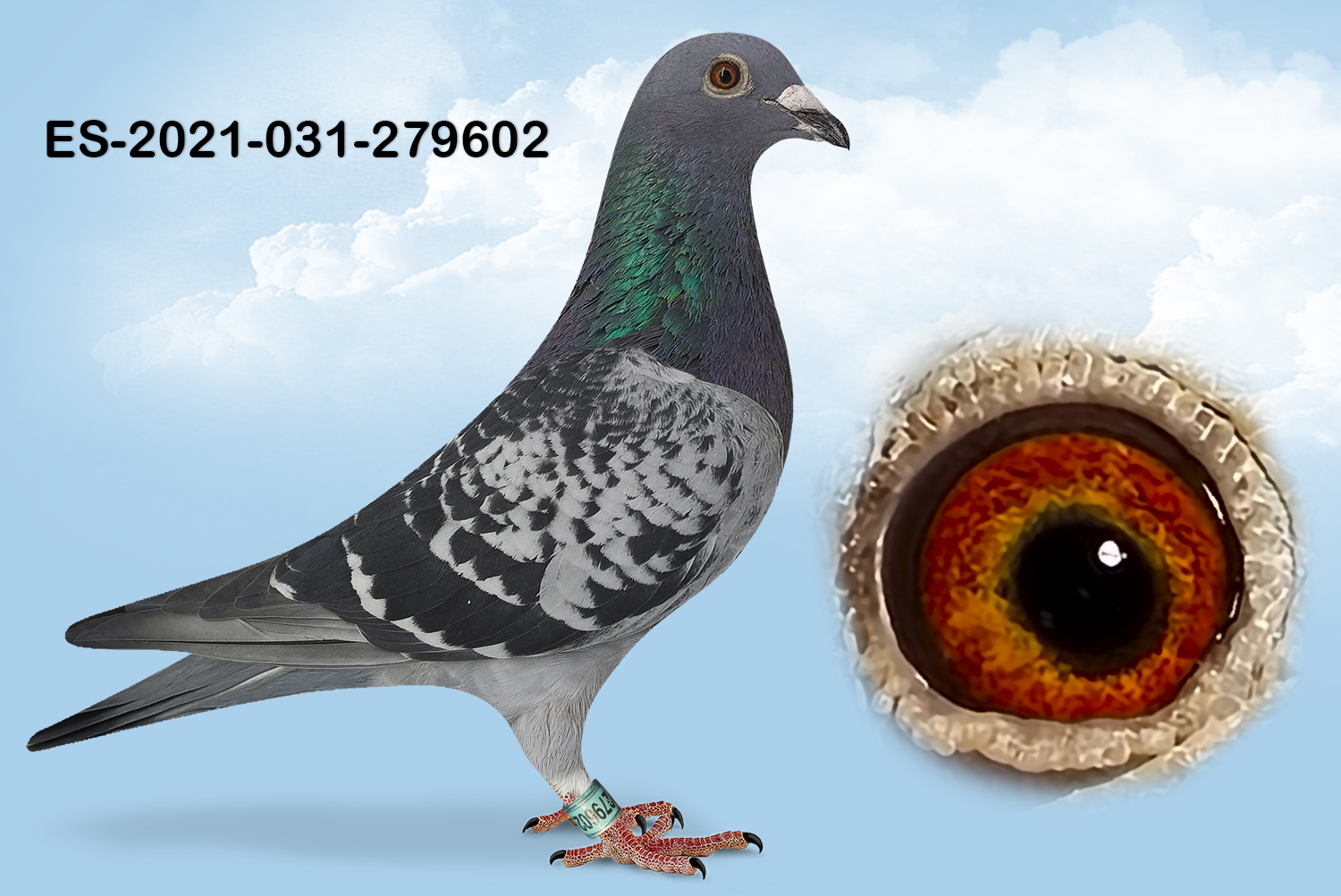 ESP-279602-2021-HEMBRA- TANDEM OTERO