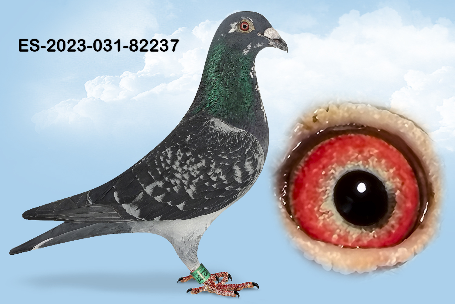 ESP-82237-2023- MACHO- TANDEM OTERO