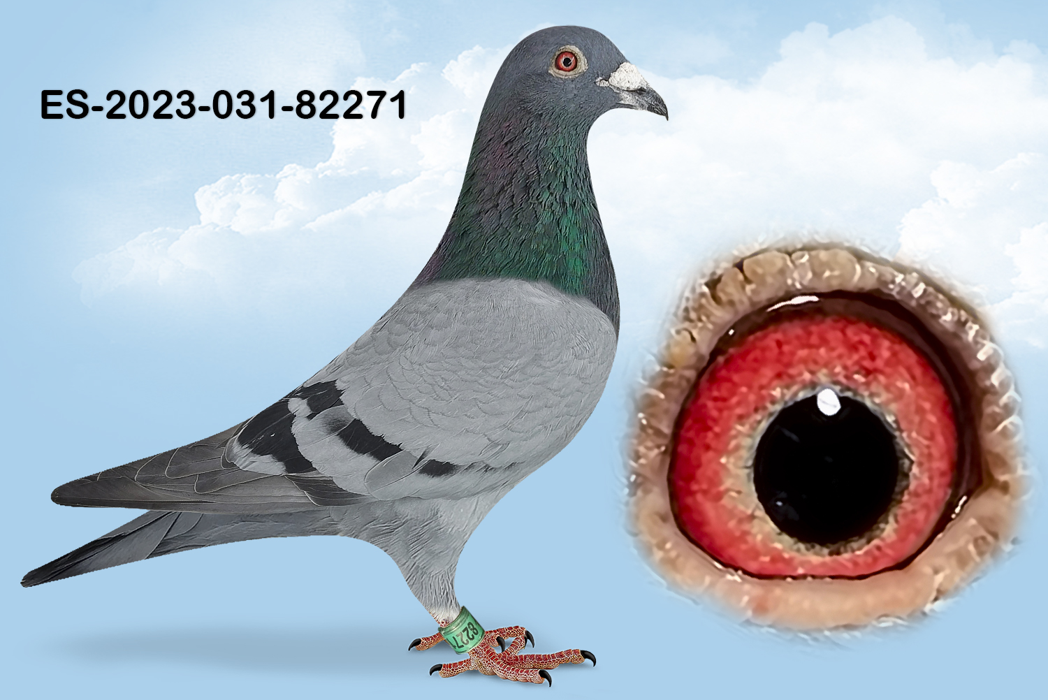 ESP-82271-2023- MACHO- TANDEM OTERO