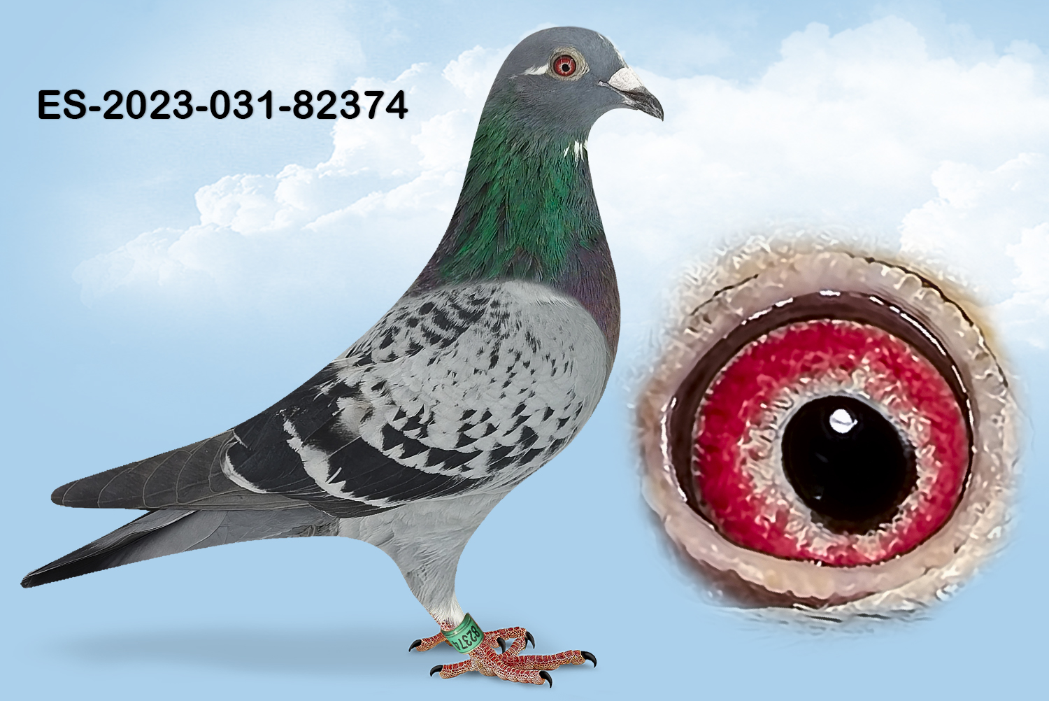 ESP-82374-2023- HEMBRA- TANDEM OTERO