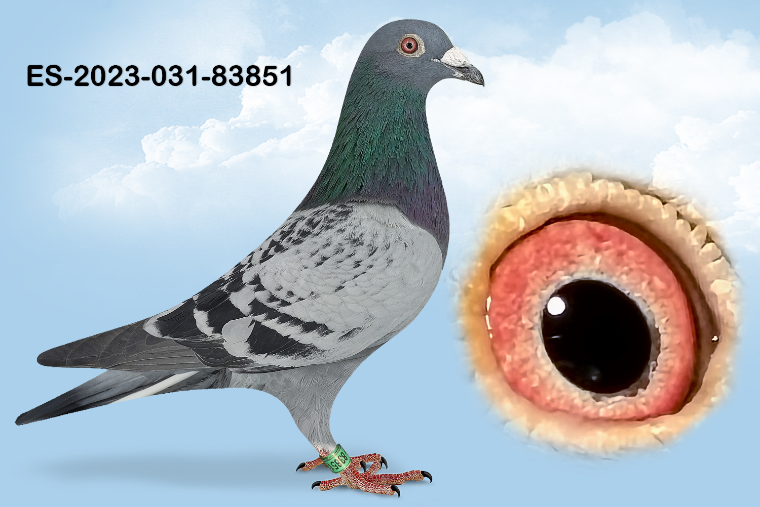 ESP-83851-2023- MACHO- TANDEM OTERO