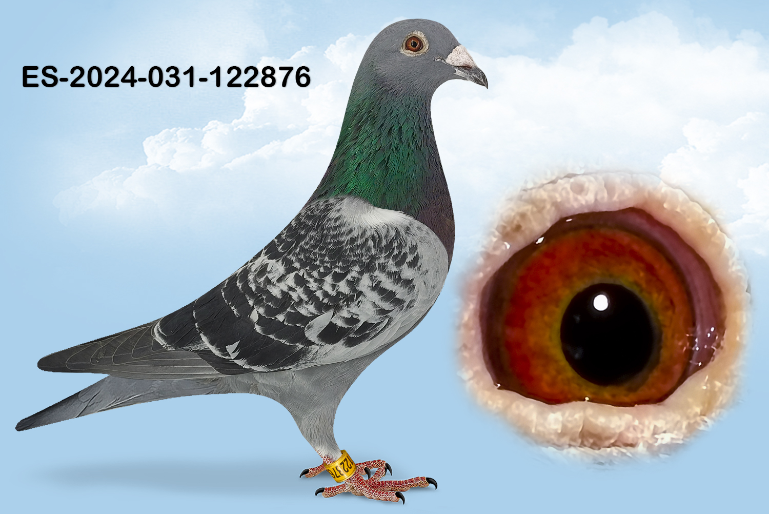 ESP-122876-2024- MACHO- TANDEM OTERO