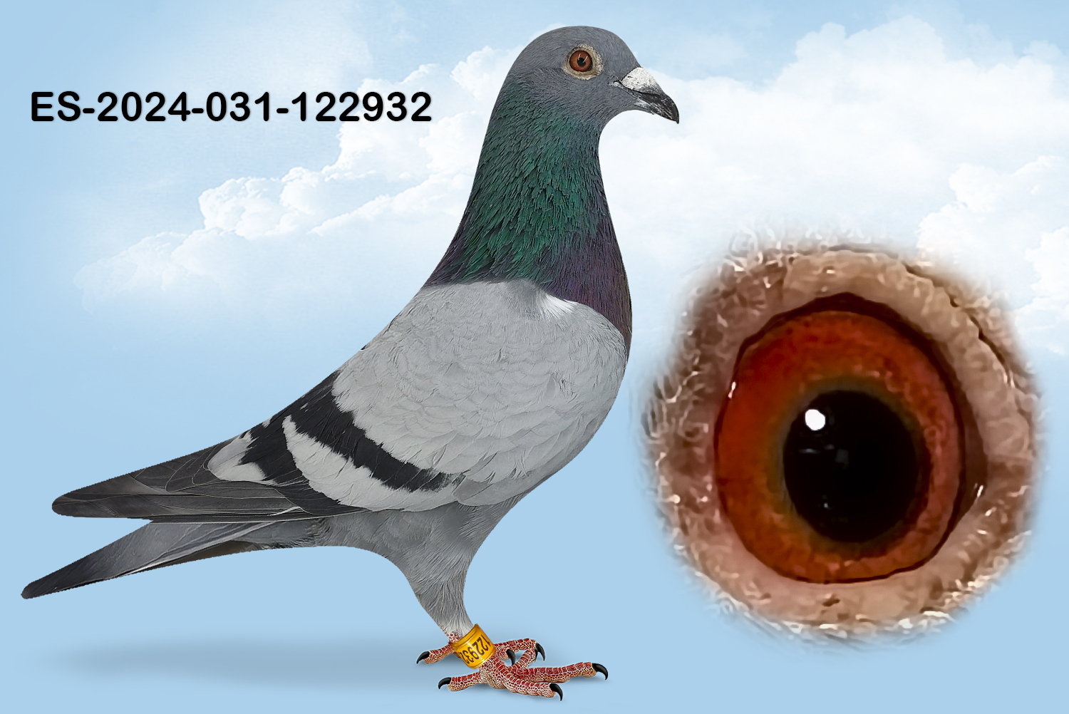 ESP-122932-2024- MACHO- TANDEM OTERO