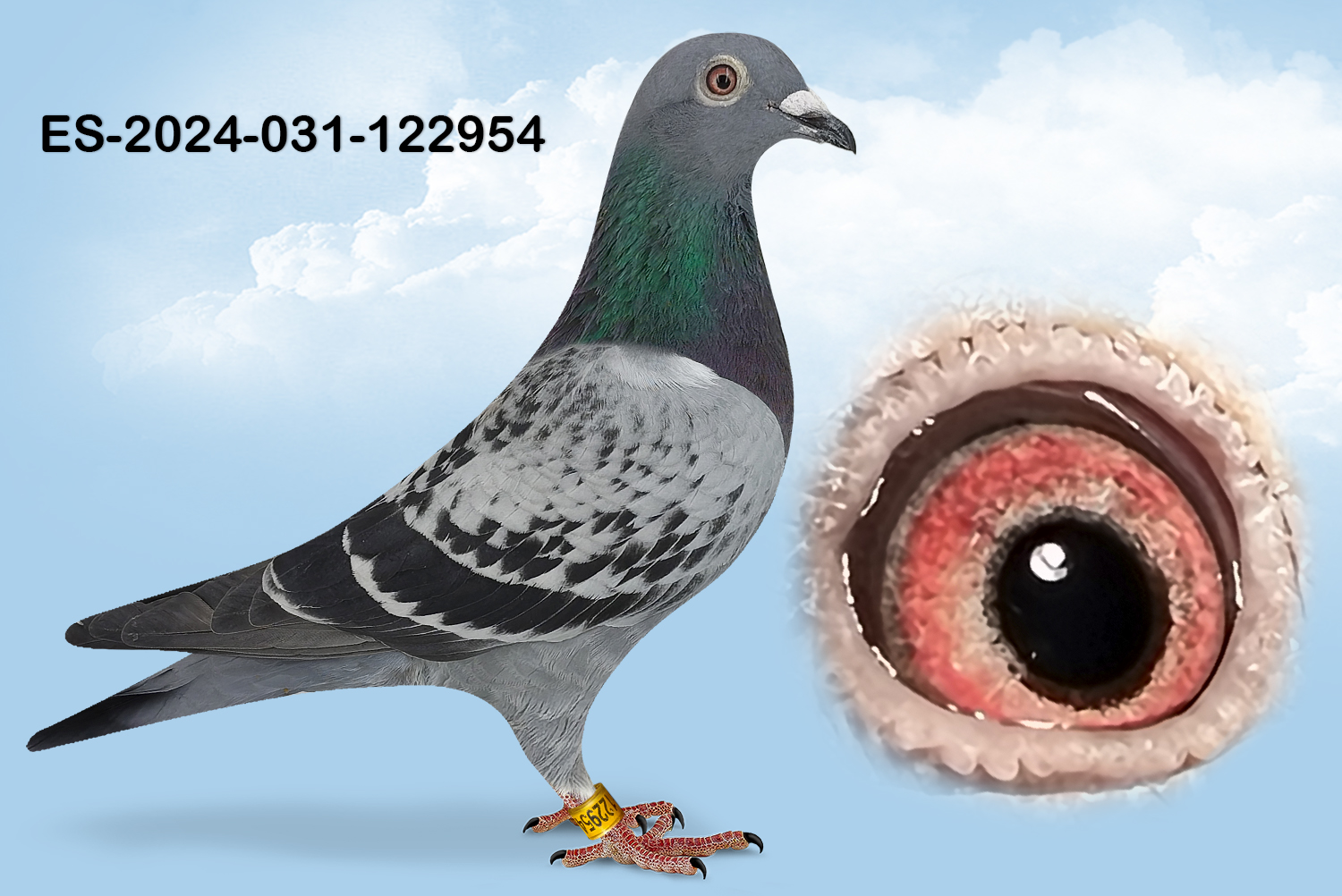 ESP-122954-2024- HEMBRA- TANDEM OTERO