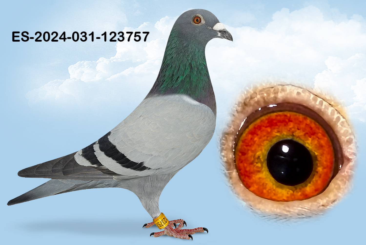 ESP-123757-2024 - MACHO- TANDEM OTERO