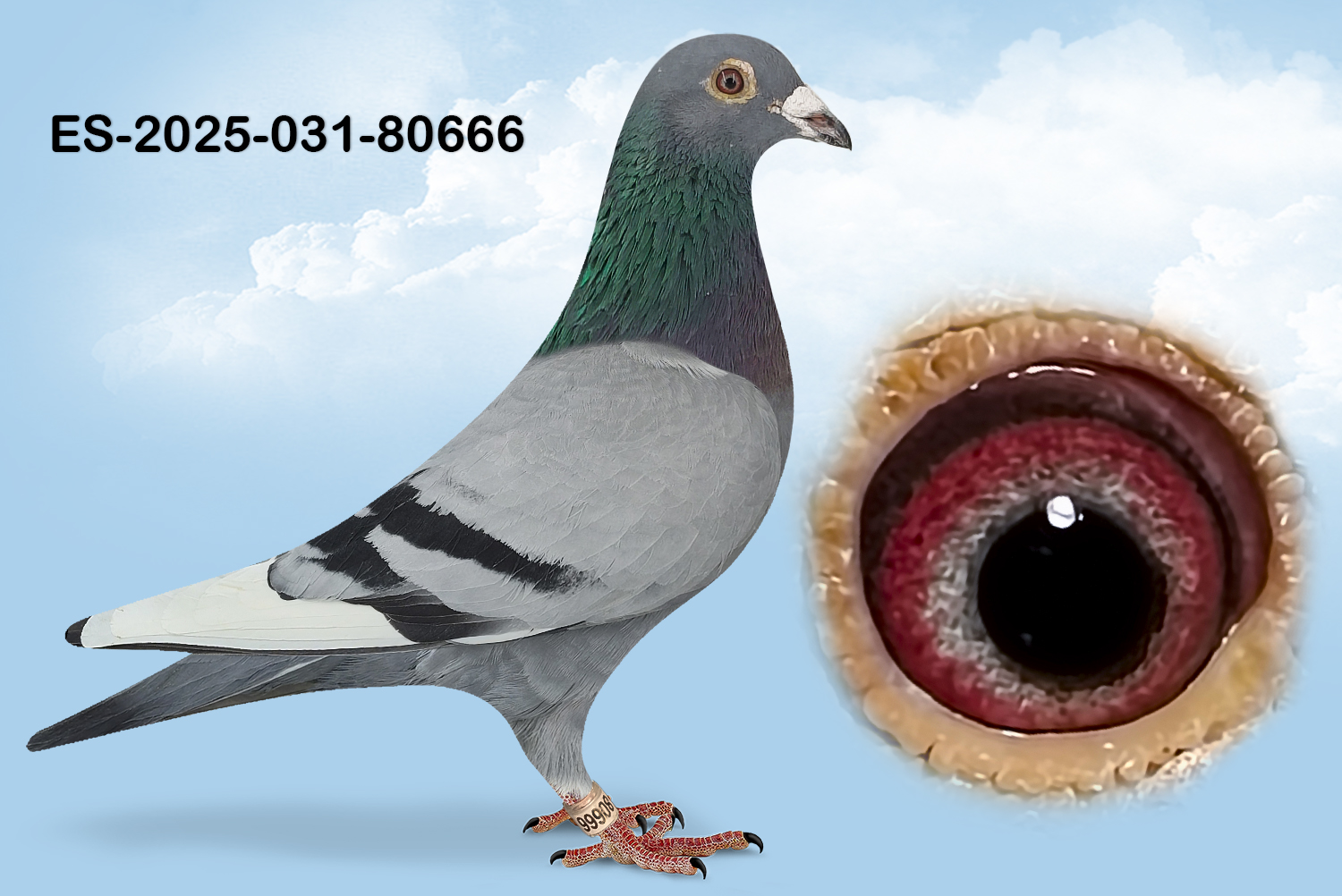 ESP-80666-2025 MACHO- TANDEM OTERO