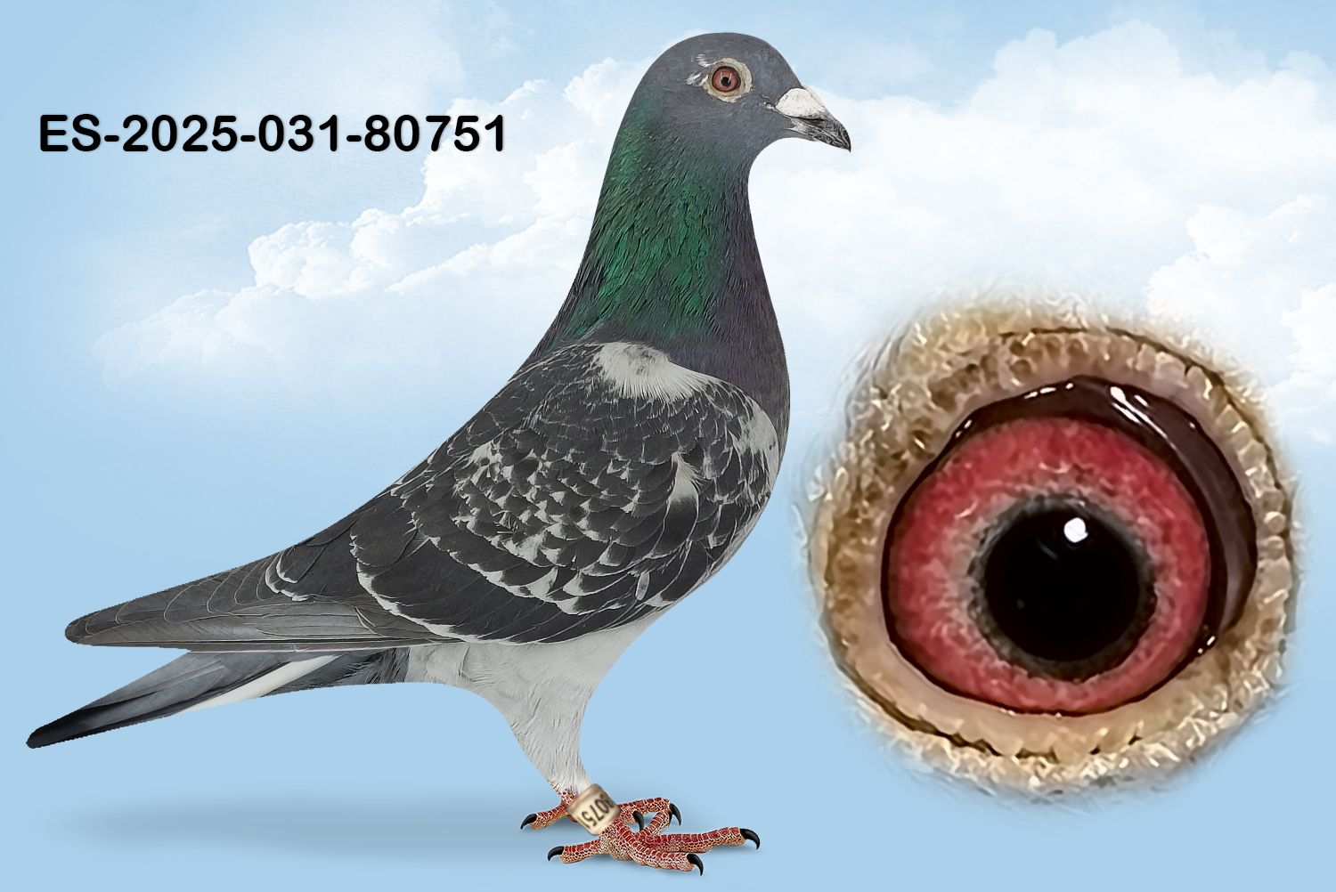 ESP-80751-2025- MACHO- TANDEM OTERO