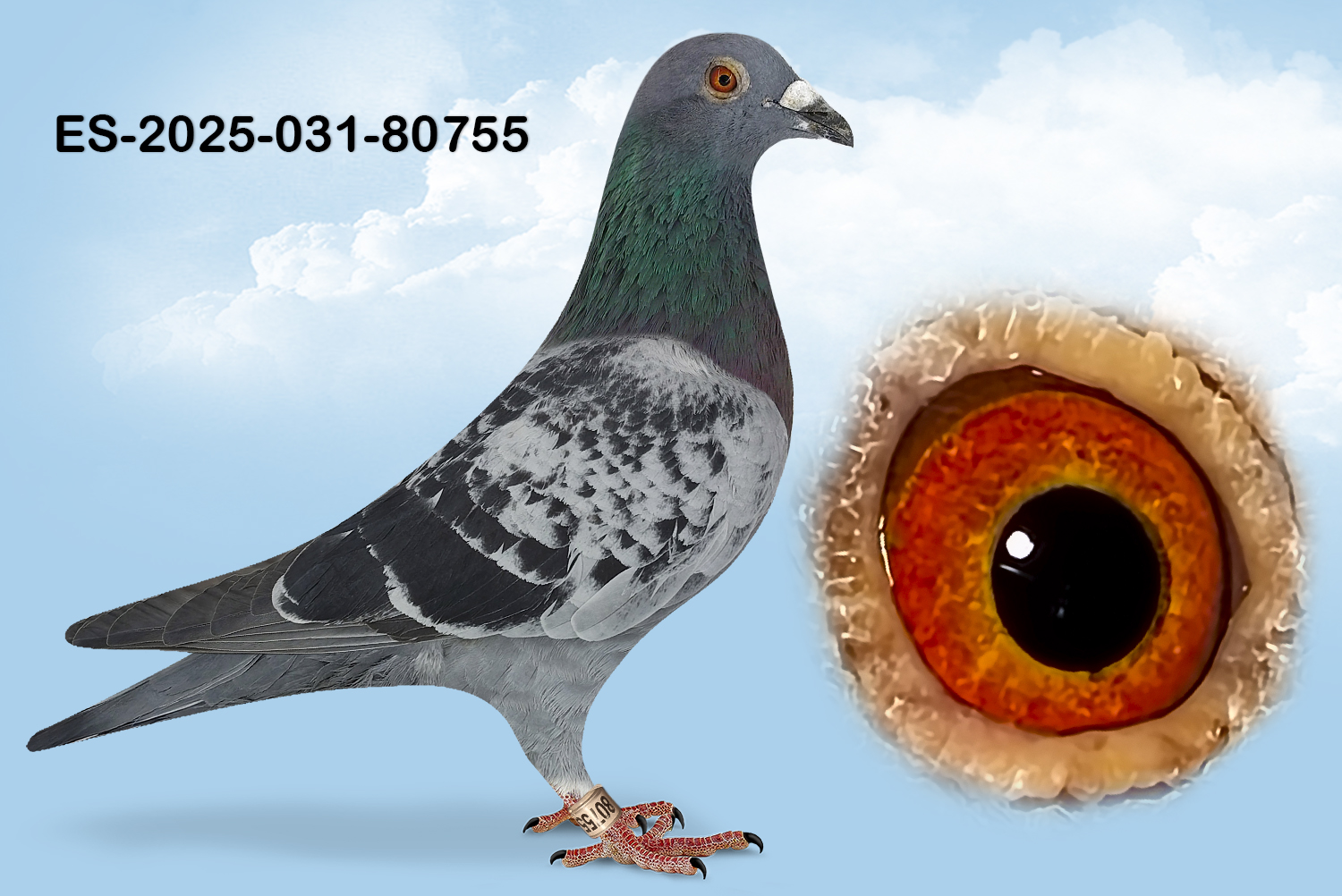 ESP-80755-2025- MACHO- TANDEM OTERO