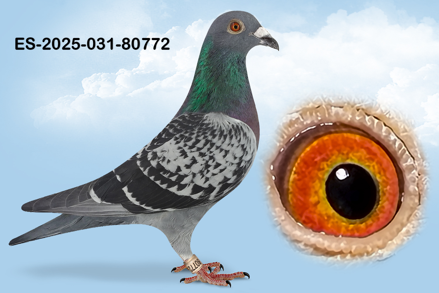 ESP-80772-2025- MACHO- TANDEM OTERO