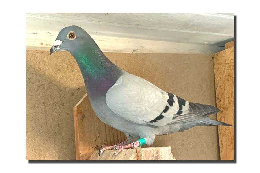 ESP-29469-23 MACHO - JULIO ROGEL