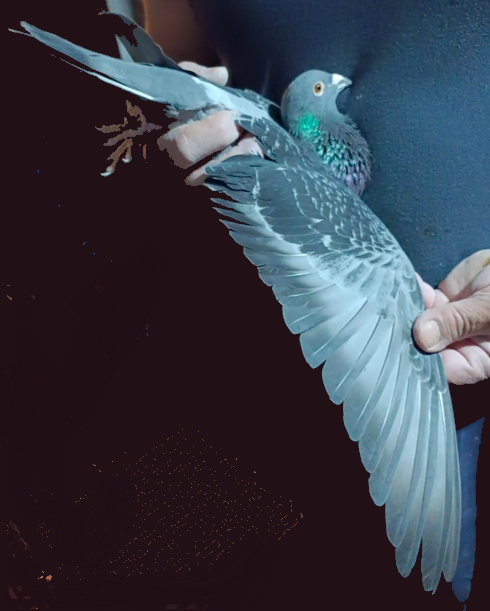 ESP-111338-2023- MACHO- SERGIO DELGADO