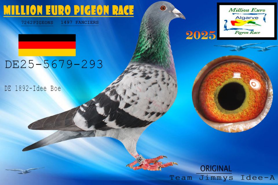 DV-5679-293-2025- MACHO- IDEE BOE