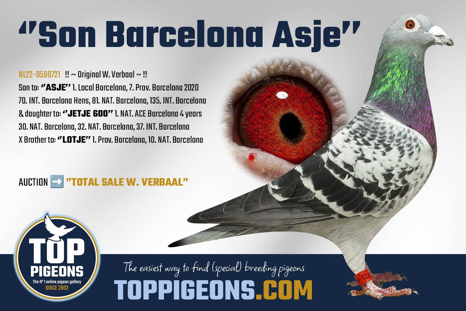 NL-8590721-2022- MACHO- M. VERBAAL