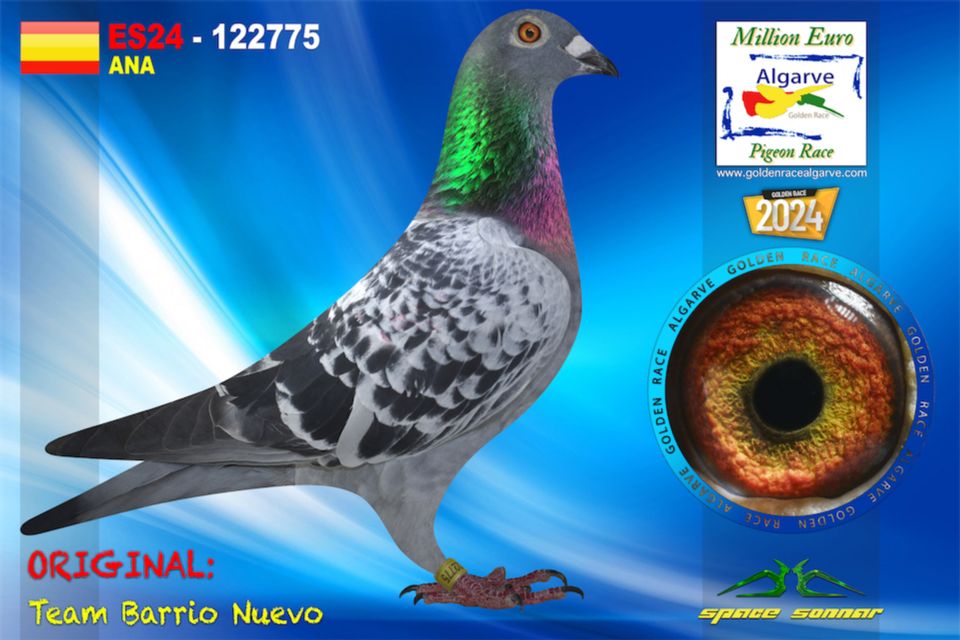ESP-122775-2024- HEMBRA- TANDEM OTERO PAREJA DE ORO