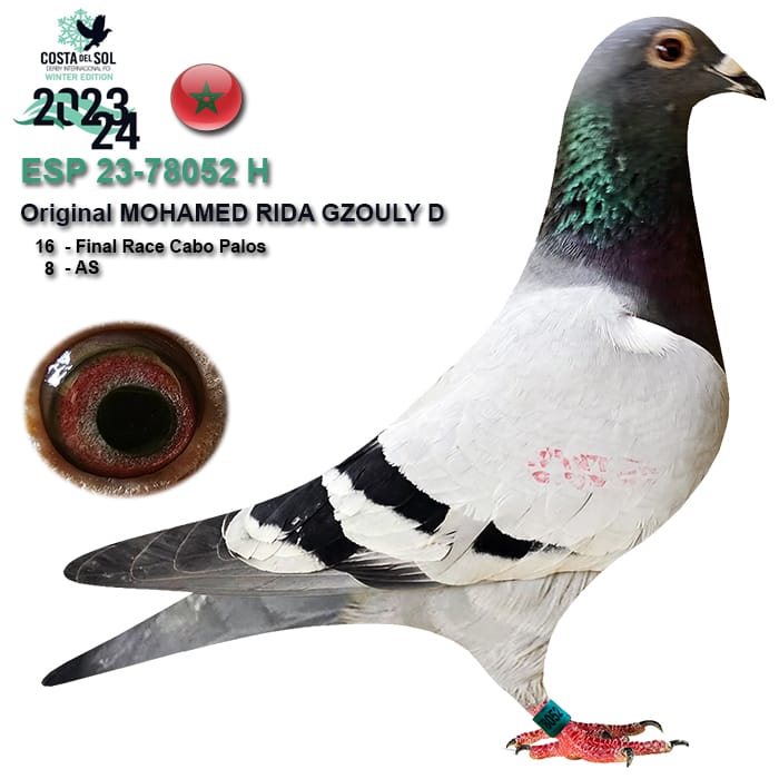 ESP-78052-2023- MACHO - RIDA 16º FINAL 8 AS PALOMA COSTA DEL SOL 2023