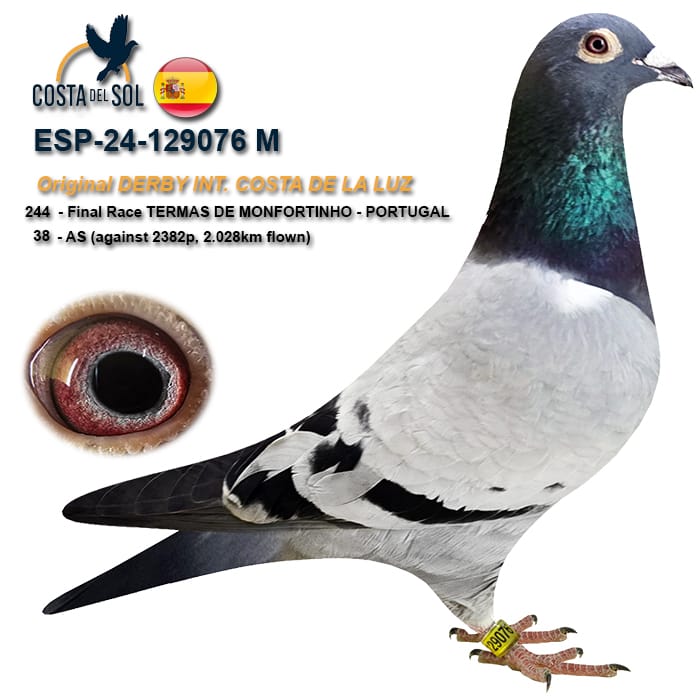 ESP-129076-MACHO- 38 AS COSTA DEL SOL PEDRO VELAZQUEZ.
