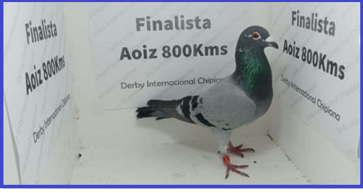 ESP-108561-2022 -MACHO- CHENCHO 800 KM UNA JOYA