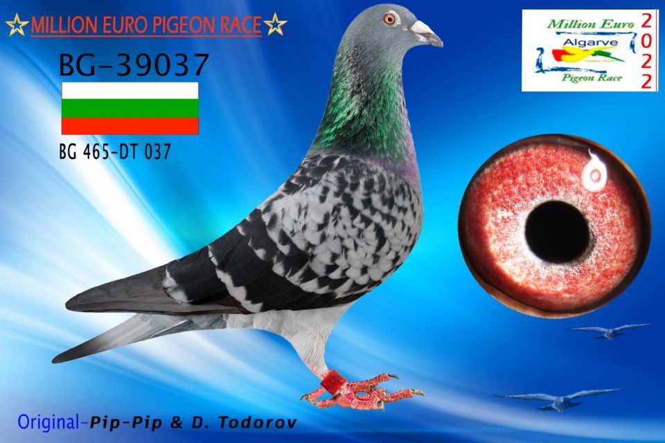 BG-39037-2022- MACHO -DIMITAR TODOROV.