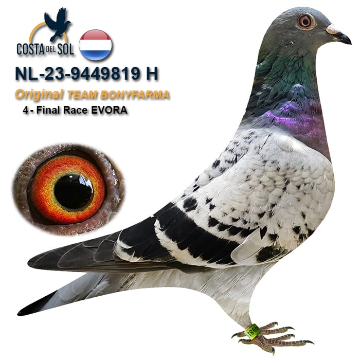 NL-9449819-2023- HEMBRA- BONYFARMA 4º FINAL COSTA DEL SOL 2023.