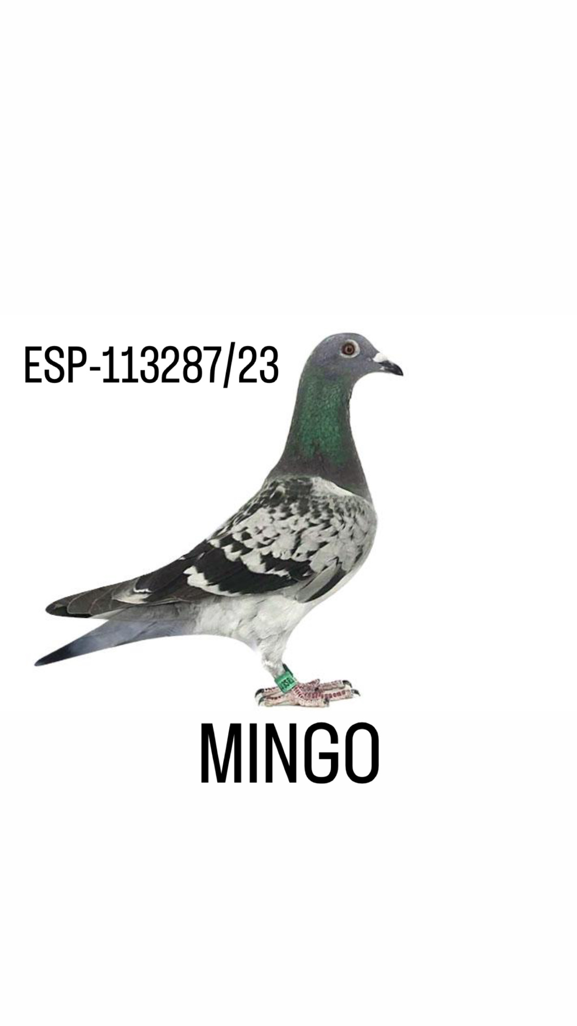 ESP - 113287 - 2023 - GRAN HEMBRA DE MINGO GRAN VOLADORA EN DERBYS MUY DUROS
