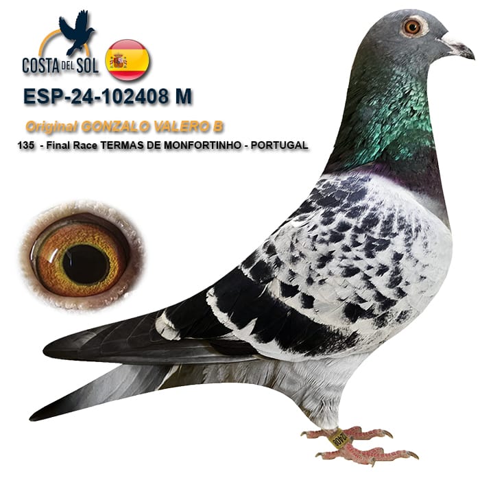 ESP-102408-2024- MACHO- GONZALO VALERO