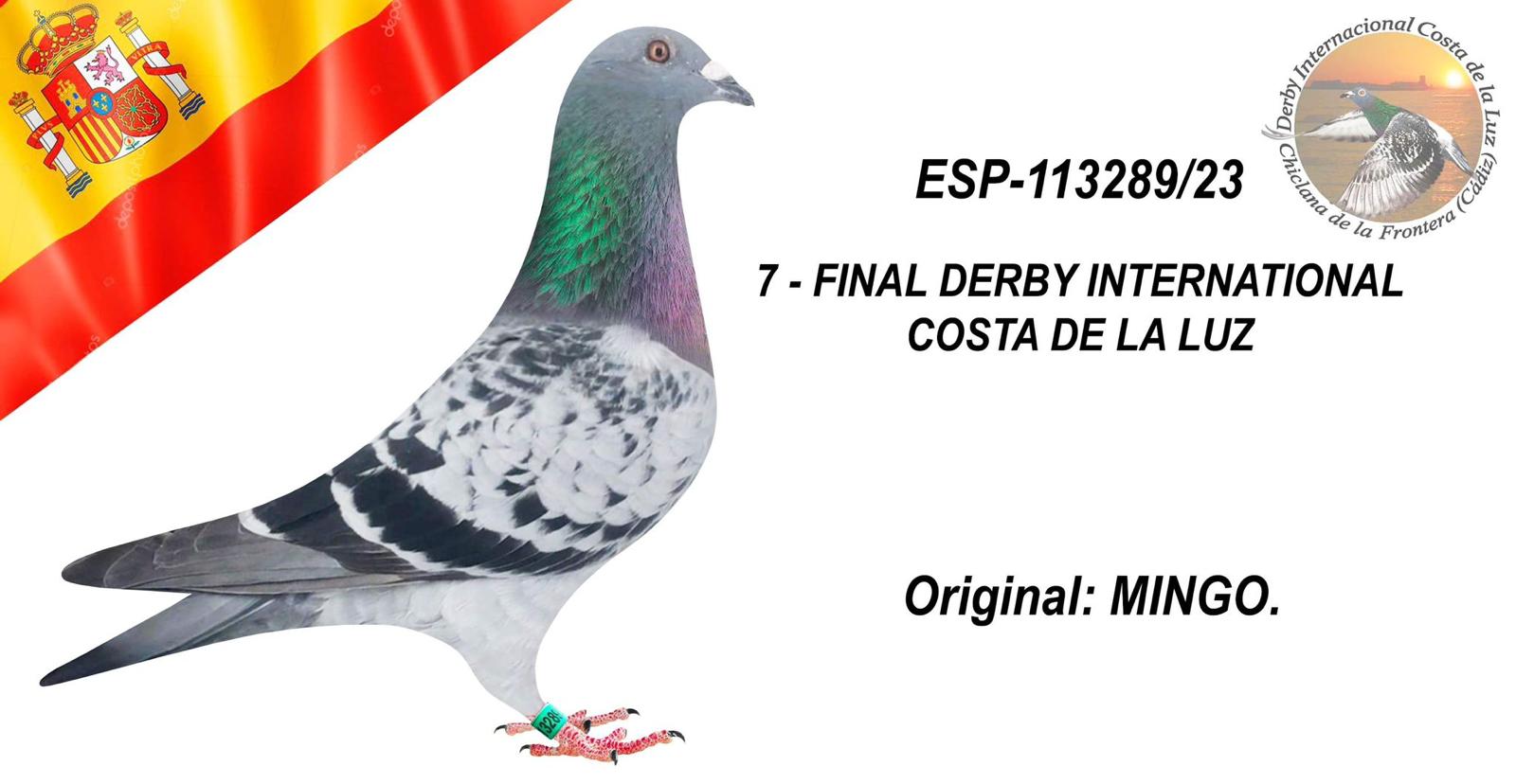 ESP - 113289 - 2023 - 7º FINAL DERBY COSTA DE LA LUZ CO-LÍDER MINGO. PALOMA COMPRADA POR UNA ELEVADA CUANTÍA.