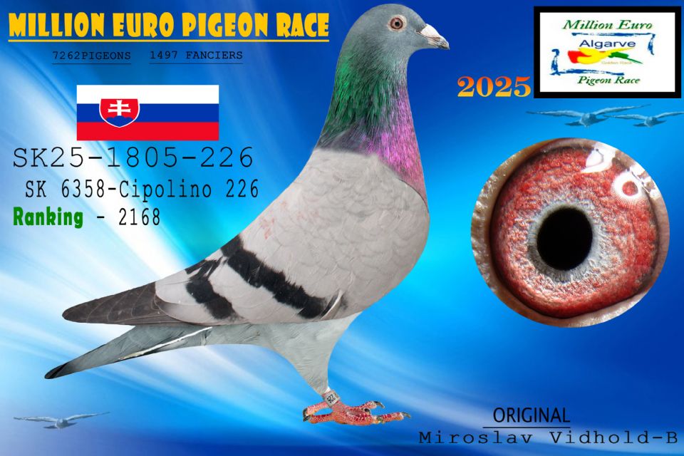 SK-1895-226-2025- MACHO- MIROSLAV VIDHOLD. HEMANO DEL 4º EN LA FINAL ALGARVE GOLDEN RACE 2025