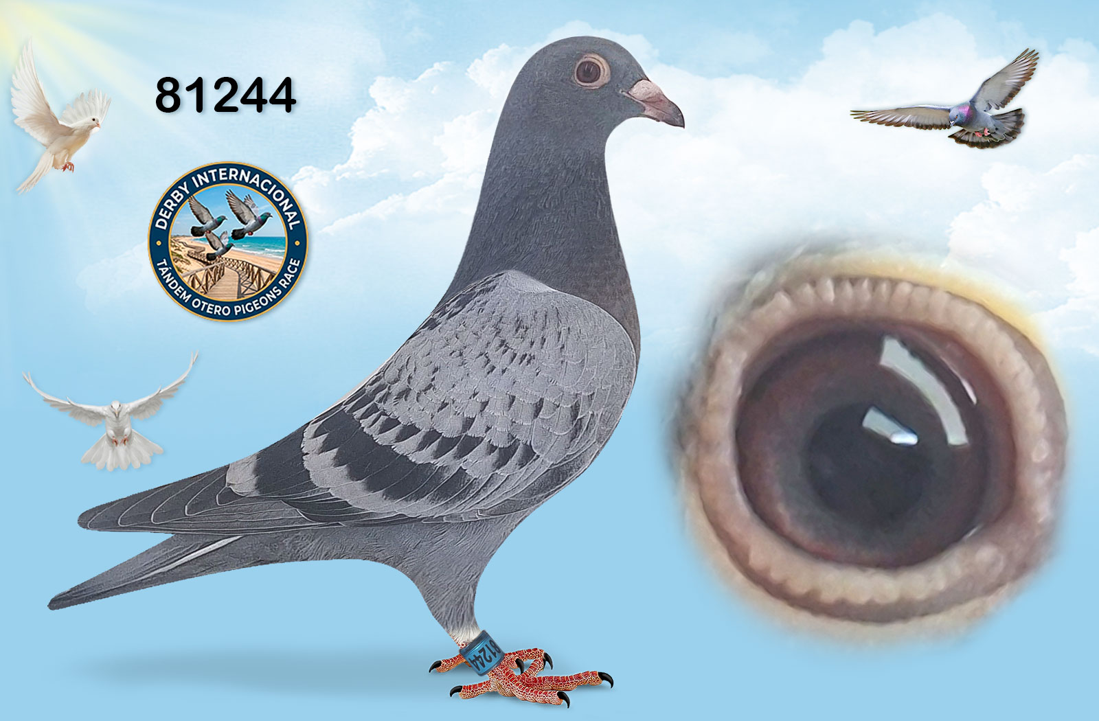 ESP-81244-2026- PICHON TANDEM OTERO - AS PALOMAS JOAQUIN BEARDO* AS PALOMA ALGARVE GREAT DERBY 2021.