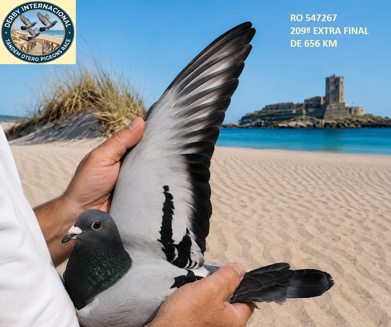 RO-547267-25- LUCA PIGEONS TRANSPORT- DERBY DE CHIPIONA