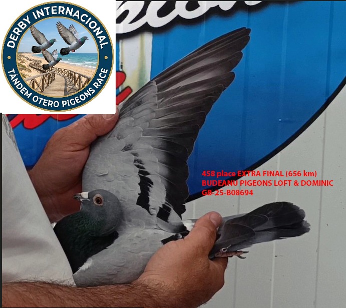 GB-25-B08694, BUDEANU PIGEONS LOFT & DOMINIC, DERBY DE CHIPIONA