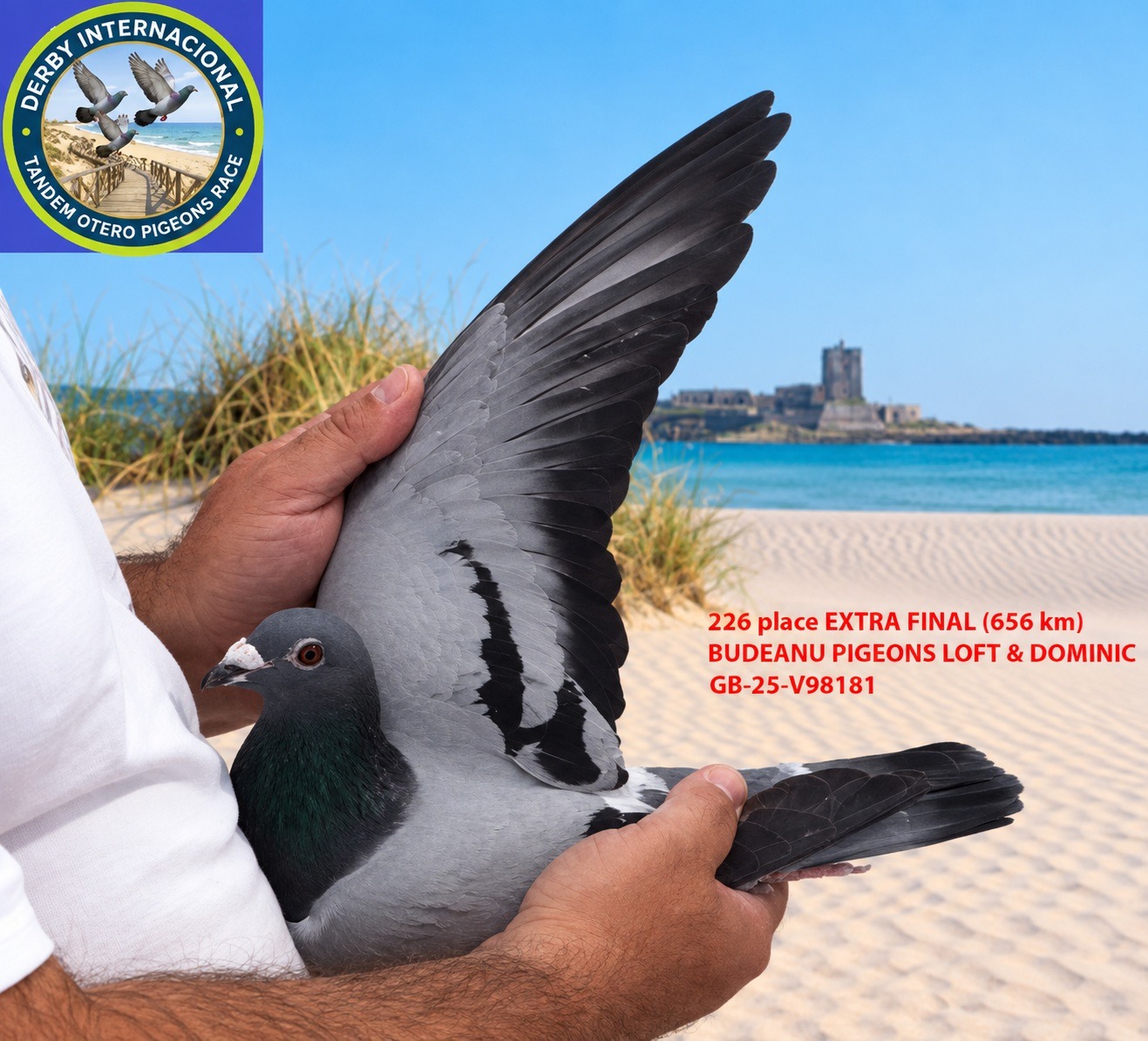 GB-25-V98181 -BUDEANU PIGEONS LOFT & DOMINIC- DERBY DE CHIPIONA