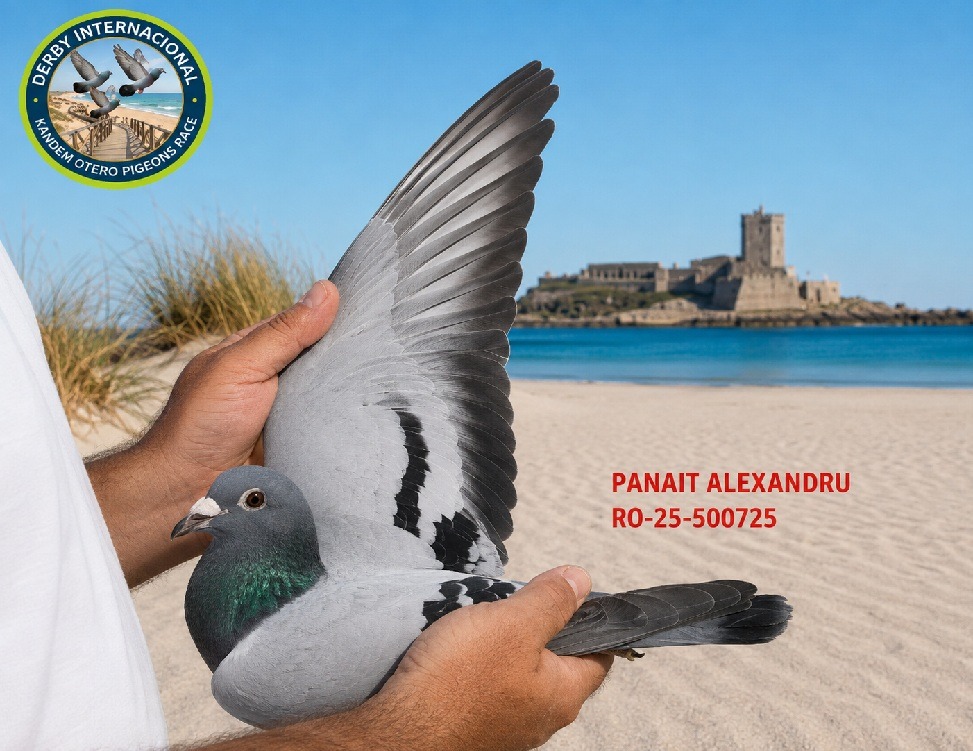 RO-25-500725- PANAIT ALEXANDRU- DERBY DE CHIPIONA
