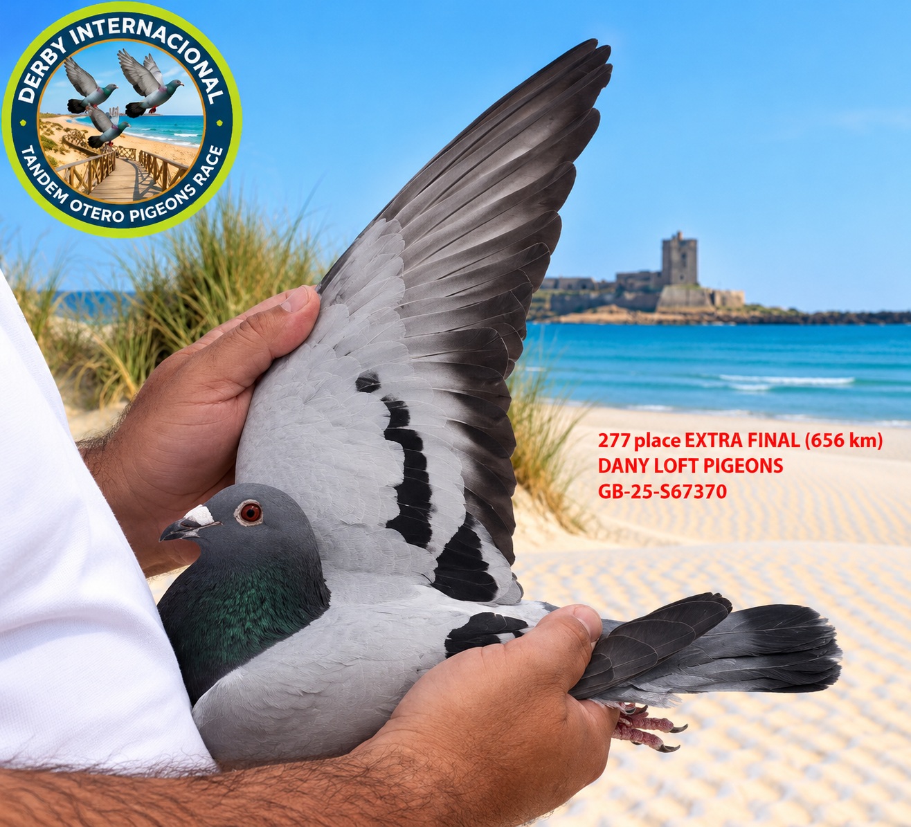 GB-25-S67370- DANY LOFT PIGEONS- DERBY DE CHIPIONA