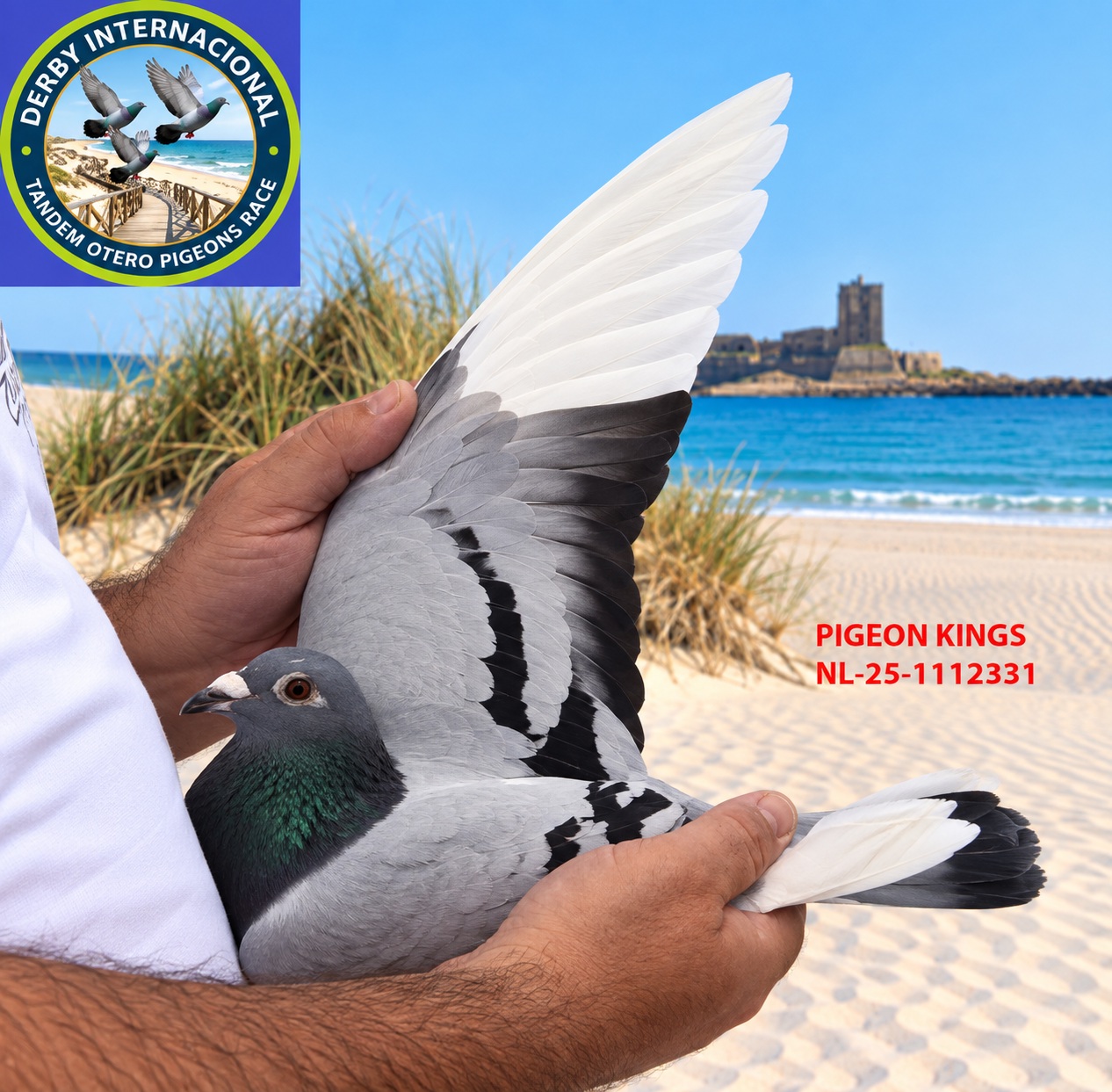 NL-25-1112331- PIGEON KINGS- DERBY DE CHIPIONA