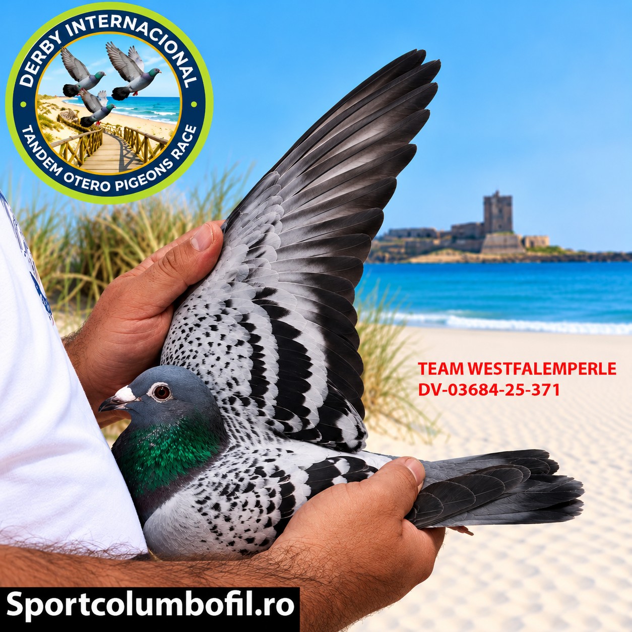 DV-03684-25-371 - TEAM WESTFALEMPERLE- DERBY DE CHIPIONA